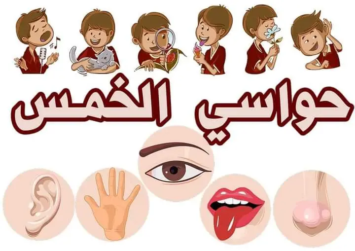 تحميل ملف الحواس الخمس للسنة الأولى ابتدائي PDF
